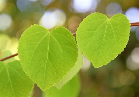 孤樹|カツラ (植物)